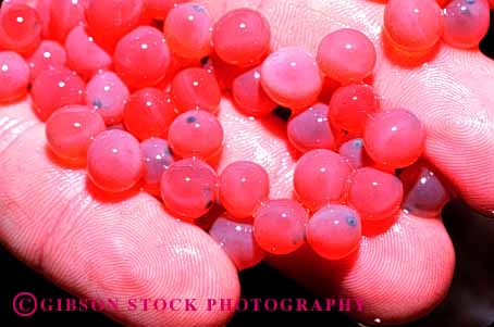 Stock Photo #1781: keywords -  california cultivate eggs embryo feather fish grow hand hatch hatchery horz in river salmon