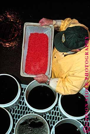 Stock Photo #1784: keywords -  california chinook cultivate egg eggs fish fishery gate grow hatch hatchery iron man processing salmon vert