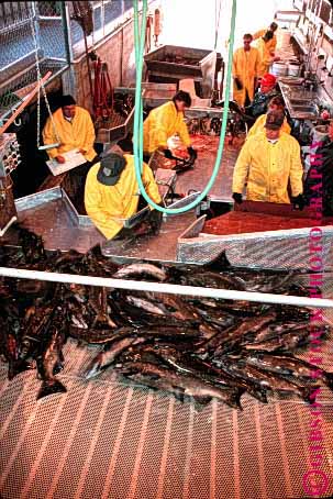 Stock Photo #1785: keywords -  california chinook cultivate fish fishery gate grow hatchery iron men processing salmon vert wildlife
