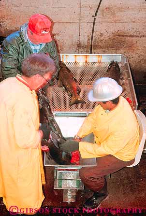 Stock Photo #16554: keywords -  biological biologist biologists biology california career collect collecting collects cultivate cultivated cultivates cultivation develop developing development develops eggs employee employees facility fish fisheries fishery fishes freshwater government grow growing grows growth hatcheries hatchery hornbrook irongate job jobs manage management manager managers manages managing natural occupation people person process processes processing propagate propagates propagating propagation rear rearing resource resources roe salmon site sites state vert wildlife work worker workers working works zoologist zoologists zoology