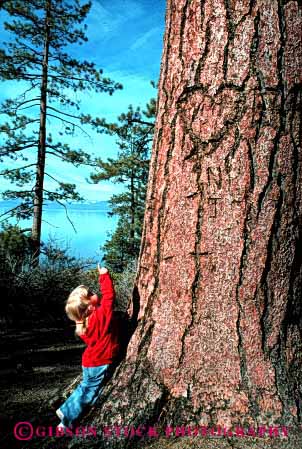 Stock Photo #1941: keywords -  baby child explore forest girl infant lake model outdoor pine point released see small tree vert