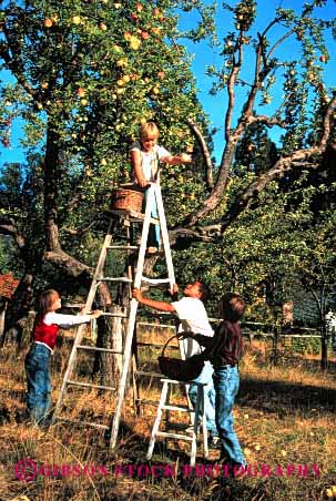 Stock Photo #1946: keywords -  african american apples black boy children cooperate ethnic fall friends fruit girl group harvest ladder model orchard pick released team together vert