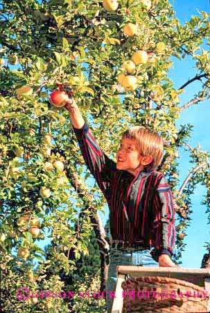 Stock Photo #1948: keywords -  agriculture apple apples atumun boy boys child children climb fall fruit happy harvest kid kids ladder orchard orchards people person pick picking released ripe season smile tree vert youth