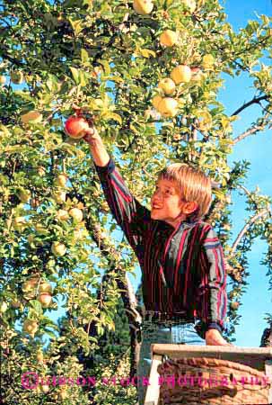Stock Photo #1948: keywords - agriculture apple apples atumun boy boys child children climb fall fruit happy harvest kid kids ladder orchard orchards people person pick picking released ripe season smile tree vert youth