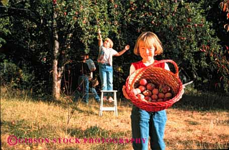 Stock Photo #1957: keywords -  agriculture apple apples basket baskets boy child children friend friends fruit fruits gather gathering gathers girl group harvest harvested harvesting harvests holding horz in kid kids model nature of orchard outdoor pick picked picking picks released team together tree trees youth