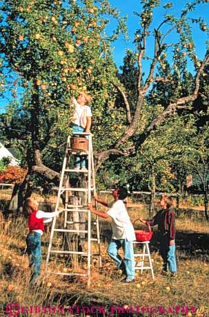 Stock Photo #3358: keywords -  apple apples autumn boy boys children cooperate ethnic fall farm food friend fruit gender girl girls group harvest in ladder ladders mix model orchard orchards outdoor pick picking picks produce released safety together vert youth