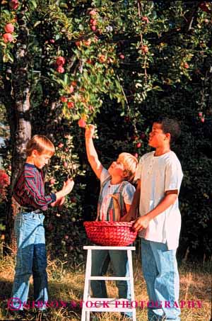 Stock Photo #1975: keywords -  african american apple apples autumn black boy boys child children ethnic fall farm food friend friends friendship fruit gender girl group mix outdoor pick picking picks recreation released share social togerther vert youth