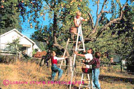 Stock Photo #1997: keywords -  african american apple apples autumn baskets black child children cooperate ethnic fall food friend friends fruit fruits gather gathering gathers gender group harvest harvested harvesting harvests horz kid kids ladder mix model outdoor pick picked picking picks play recreation released share social together tree trees youth