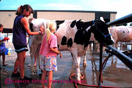 Stock Photo #2006: keywords -  affection animal child children clean cooperate cow fair girls groom happy horz livestock love not released scrub show sister summer team touch wash