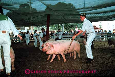 Stock Photo #2007: keywords - affection animal boy child control direct display fair happy horz livestock not pigs released show swine team touch