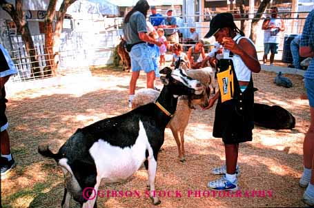 Stock Photo #2008: keywords -  affection african american animal black california child eat ethnic fair feed food girl goats happy horz not petting released sacramento show state touch zoo