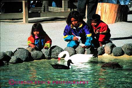 Stock Photo #2009: keywords - affection animal birds boy child children duck ethnic feed francisco girl goose hispanic horz mexican not pond released san show touch zoo