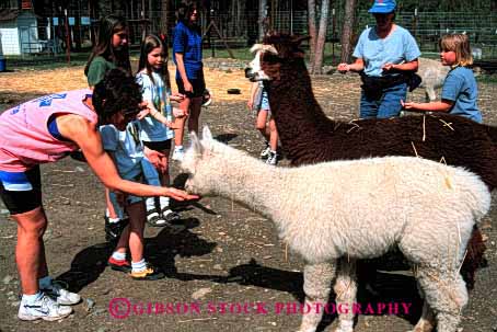 Stock Photo #2010: keywords -  alpaca animal children feed horz model released
