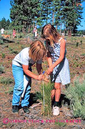 Stock Photo #2062: keywords -  child children class community cooperate elementary environment forest girls grow help model pine plant planting plants project public reforestation released school service students team tree trees vert