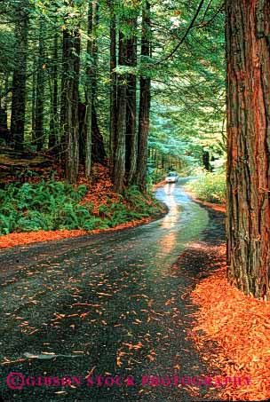 Stock Photo #2164: keywords -  auto california car drive forest highway moving redwoods road rural scenic slippery street transportation trees vehicle vert wet
