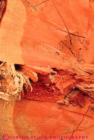 Stock Photo #13792: keywords -  cross cut end log logging logs lumber of pine tree vert wood wooden