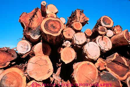Stock Photo #13795: keywords - california circle circles circular cut deck harvest harvested horz log logging logs lumber mill pile piles redwood round rounded stack stacks symmetry tree trees wood yard