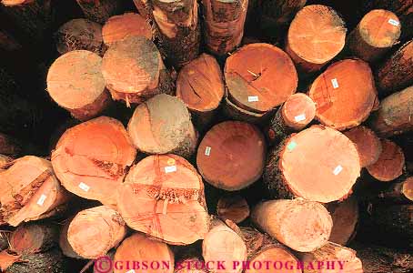 Stock Photo #13796: keywords -  california circle circles circular cut deck harvest harvested horz logging logs lumber mill pile piles pine round rounded stack stacks symmetry tree trees wood yard