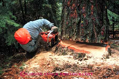 Stock Photo #2291: keywords -  care career careful caution chain chainsaw chainsaws clothing cut cuts cutting danger examine exercise falling forest forestry hardhat harvest health horz income industry job jobs labor log logger loggers logging logs look lumber natural occupation pine power protective released renewable resource risk saw saws sharp skill study tool tree trees wear work