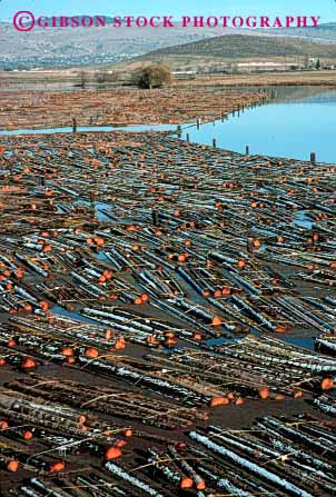 Stock Photo #2293: keywords -  cuts cutting float forestry harvest industry inventory klamath log logging logs lumber mill oregon processing rafts river storage trees vert wood