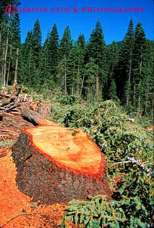 Stock Photo #2296: keywords -  cut fallen fell forest forestry harvest industry inventory log logging logs lumber natural renewable resource round stump stumps tree trees vert wood