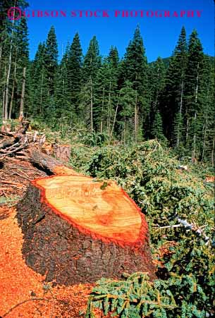 Stock Photo #2296: keywords - cut fallen fell forest forestry harvest industry inventory log logging logs lumber natural renewable resource round stump stumps tree trees vert wood