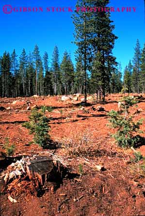 Stock Photo #2297: keywords -  california cut forest forestry harvest industry log logging lumber natural renewable resource selective tree vert wood