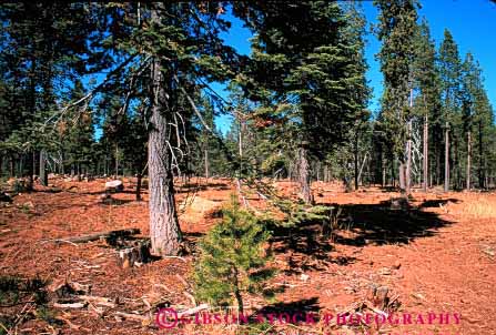 Stock Photo #2298: keywords -  california cut forest forestry harvest horz industry log logging lumber natural renewable resource selective tree wood