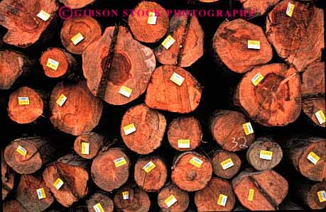 Stock Photo #2301: keywords -  circles forest forestry harvest horz industry inventory log logging lumber mill natural renewable resource round stack storage wood