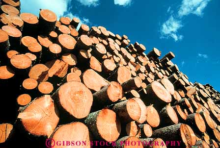 Stock Photo #13800: keywords -  circle circles circular cut harvest harvested horz log logging logs lumber mill pile piles round rounded stack stacked stacks symmetry tree trees wisconsin wood yard