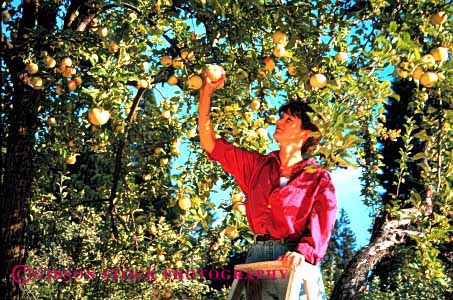 Stock Photo #2338: keywords -  alone apples autumn fall female fruit harvest horz ladder ladders orchard orchards outdoor people person pick picking picks private relax released solitude summer tree trees woman