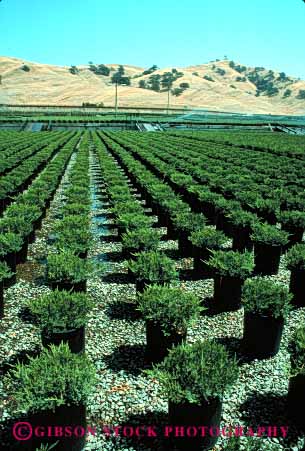 Stock Photo #2429: keywords - arrange california commercial countless cultivate geometric grow identical juniper landscape many multitude nursery ornamental pattern plant repetitive row vert