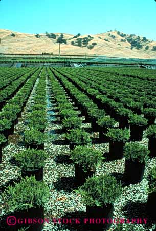 Stock Photo #2429: keywords -  arrange california commercial countless cultivate geometric grow identical juniper landscape many multitude nursery ornamental pattern plant repetitive row vert