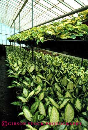 Stock Photo #2430: keywords - arrange california commercial countless cultivate geometric greenhouse grow house identical landscape many multitude nursery ornamental pattern plant repetitive row vert