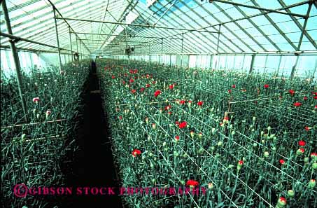 Stock Photo #2431: keywords -  arrange california carnation carnations commercial countless cultivate cultivated cultivation cut flower geometric greenhouse greenhouses grow growing horz identical indoor inside interior landscape many multitude nursery of ornamental pattern plant repetitive row rows