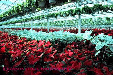 Stock Photo #2432: keywords -  arrange caladium california commercial countless cultivate geometric greenhouse grow horz house identical landscape many multitude nursery ornamental pattern plant repetitive row