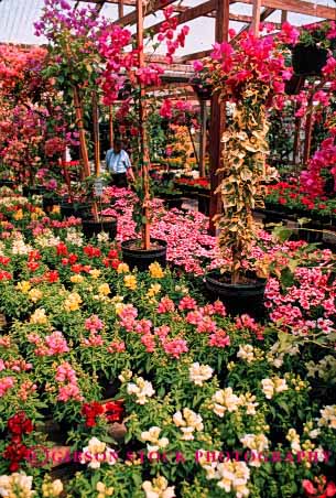 Stock Photo #2433: keywords -  arrange business california commercial countless cultivate display flower garden geometric greenhouse grow identical landscape many merchandise multitude nursery ornamental pattern pink plant red repetitive retail row sell vert