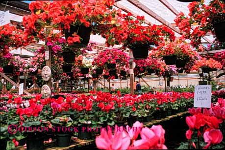 Stock Photo #2434: keywords - arrange business california commercial countless cultivate display flower geometric greenhouse grow horz house identical landscape many merchandise multitude nursery ornamental pattern pink plant red repetitive retail row sell
