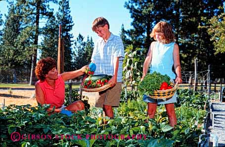 Stock Photo #2492: keywords -  boy brother child children crop crops cultivate daughter family female food garden gardening gardens girl grow harvest harvesting harvests home horz lettuce mother parent plant released residential sibling siblings single sister son summer together tomato tomatos vegetable vegetables warm wife woman