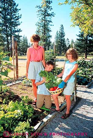 Stock Photo #17019: keywords -  activities activity adult boy boys child children daughter female fun garden gardening gardens girl girls harvest harvesting harvests home kid kids lettuce look looking looks mom mother mothers offspring outdoor outdoors outside parent parents people person play playing plays recreation released see seeing sees share shares sharing single son summer together tomato vegetable vegetables vert watch watches watching woman women youth