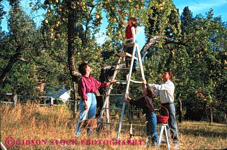 Stock Photo #2555: keywords -  apple apples autumn child children fall family father food fruit harvest horz ladder mother orchard parent pick picking produce recreation released together tree