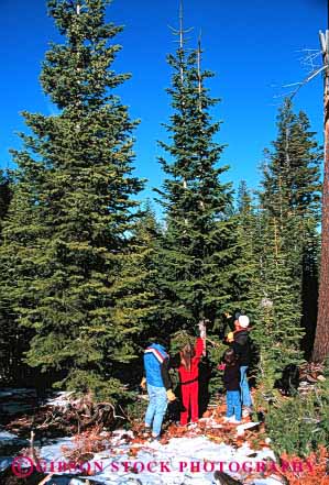 Stock Photo #2584: keywords -  children christmas cooperate cut family father forest fun holiday mother parent play recreation released saw select share snow team together tree vert winter