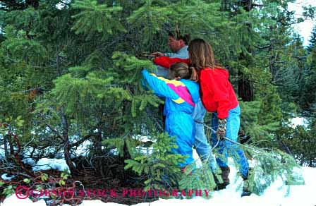 Stock Photo #2585: keywords -  child christmas cooperate cut family father forest fun holiday horz mother parent play recreation released select share snow team together tree winter
