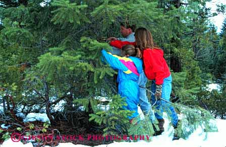 Stock Photo #2585: keywords - child christmas cooperate cut family father forest fun holiday horz mother parent play recreation released select share snow team together tree winter