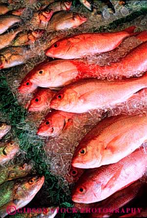 Stock Photo #2649: keywords - display fish fresh in market red retail seafood sell snapper vert