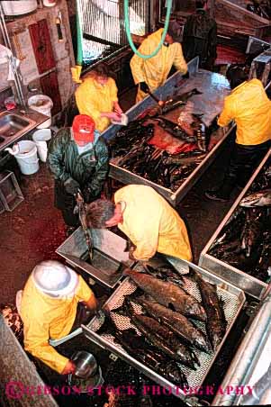 Stock Photo #2693: keywords -  biology business career check employee fish handle hatchery income industry job labor manage men natural not occupation pay profession released resource salmon skill technician vert vocation water work