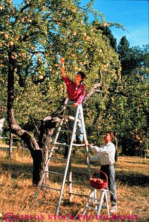 Stock Photo #3443: keywords -  apple autumn california collect cooperate couple couples effort fall food fruit grow harvest intimate ladder mount orchard outdoor pick released safety share shasta team together vert