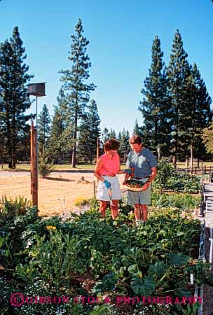 Stock Photo #2852: keywords -  affection couple food garden gardening grow harvest hobby home husband intimate love produce radish released residential share summer team together vegetable vert wife