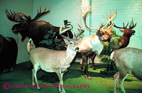 Stock Photo #2945: keywords -  animals dead deer display horz mammal stuffed taxidermy wildlife