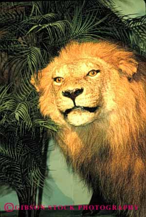 Stock Photo #2946: keywords -  dead display lion male mammal stuffed taxidermy vert wildlife